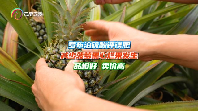 《种植前线》罗布泊硫酸钾镁肥,减少黑心烂果发生,品相好 卖价高