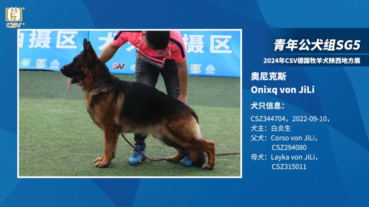 2024年csv德国牧羊犬西安地方展青年公犬组sg5犬只讲评