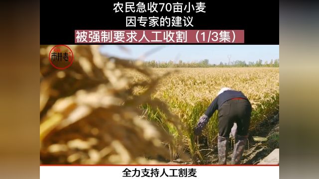 农民急收70亩小麦,因专家的建议,被强制要求人工收割#社会百态#人间冷暖 1