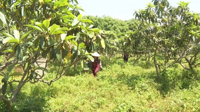 东山白玉枇杷知道伐?青浦这儿种了300多亩→