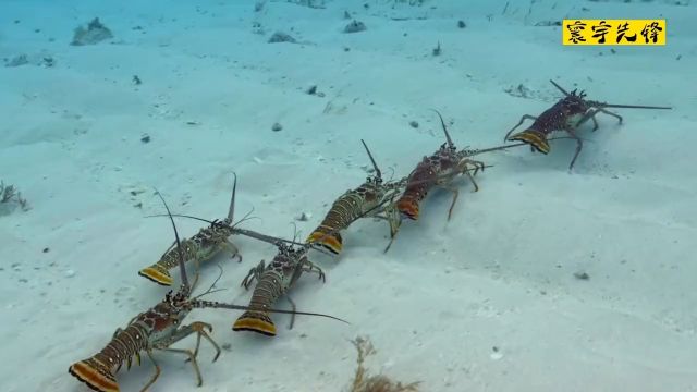 《群英荟萃,龙虾排队》海洋海洋生物龙虾动物世界蜘蛛蟹神奇的动物螃蟹排队