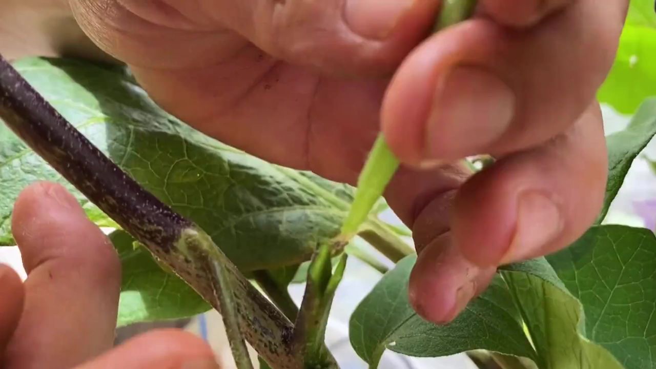 把番茄嫁接到茄子上,可以同时结茄子和番茄吗?