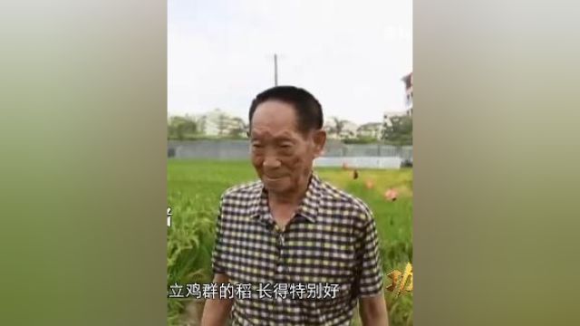 “杂交水稻之父”袁隆平:禾下乘凉不再是梦!功勋 袁隆平的梦