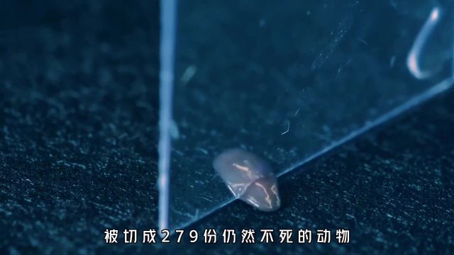 永生不死的涡虫,究竟有多可怕?涡虫涡虫再生实验知识微生物永生