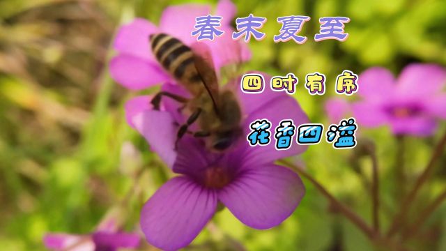 春末夏至,四时有序,花香四溢