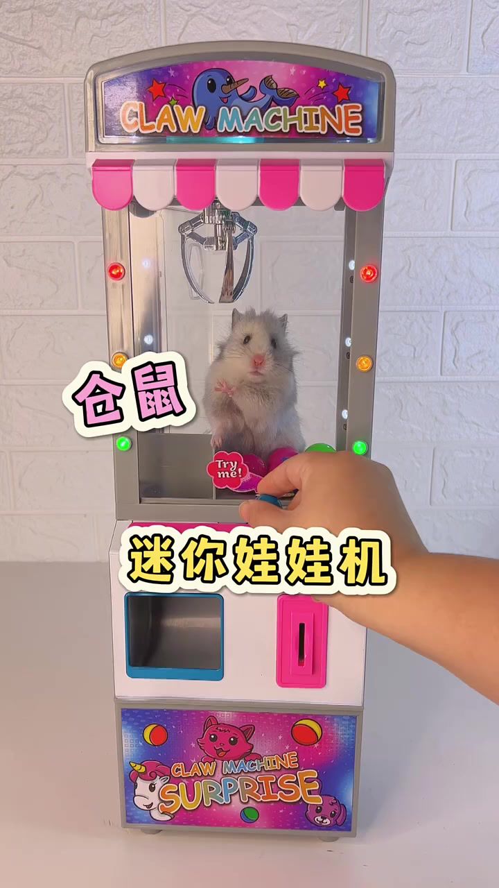 我的小仓鼠有迷你娃娃机啦!和我的仓鼠游戏搭子一起玩玩具也太开心啦!