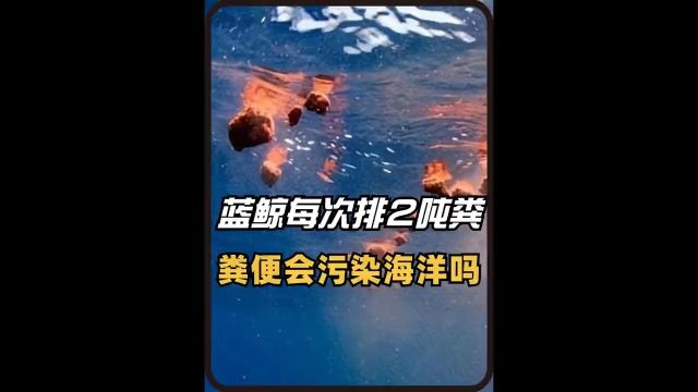 最恐怖“造粪机器”,每次能排2吨粪,蓝鲸的粪便会污染海洋吗?#海洋生物#奇闻趣事#冷知识#科普一下#鲸鱼 1