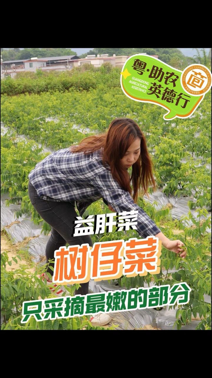 树仔菜也叫益肝菜,仅取最上端的嫩芽,口感爽脆清甜可口,快点来看看呀!