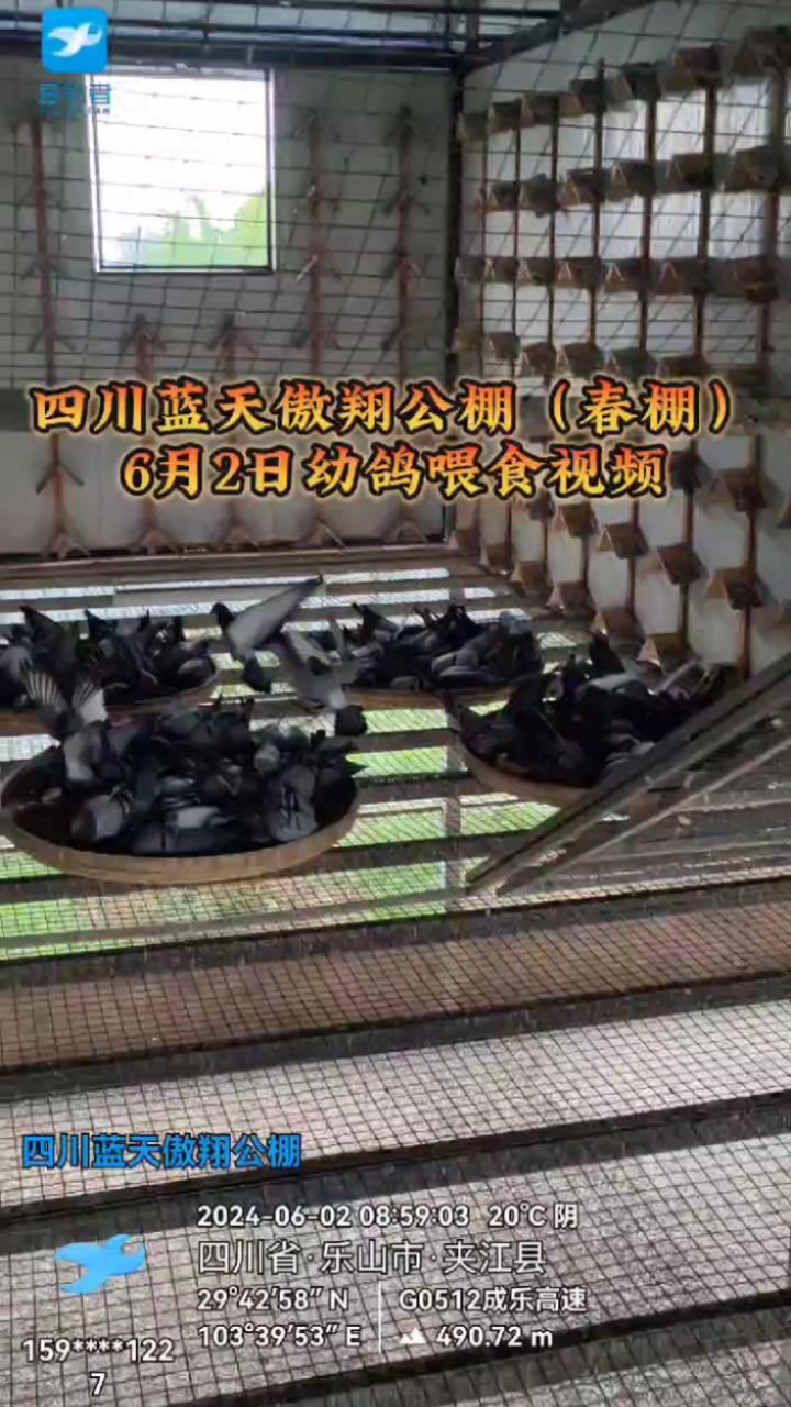 四川蓝天傲翔公棚(春棚)6月2日幼鸽喂食视频