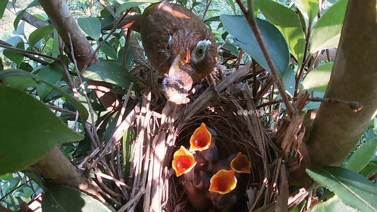雏鸟这次成功吃下了上次没能吞下的食物