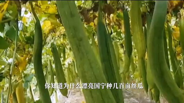 为什么外国人不吃丝瓜