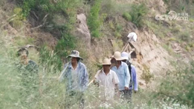 黄土高原水土流失治理,陕西延安:悬崖造林队“种树记”