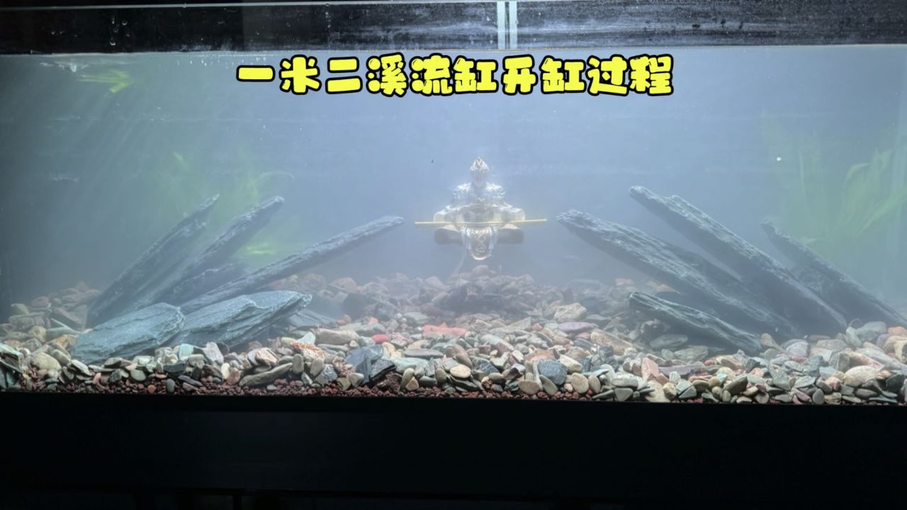 鱼缸三千,石头三百,一米二溪流缸开缸过程