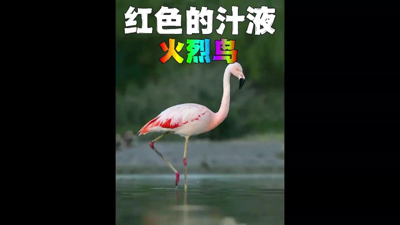 火烈鸟用鲜血哺育幼鸟?这或许是天大的误会.