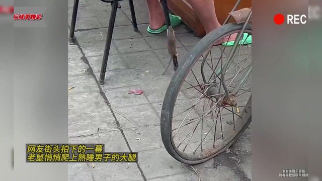 网友街头拍下的一幕,老鼠悄悄爬上熟睡男子的大腿