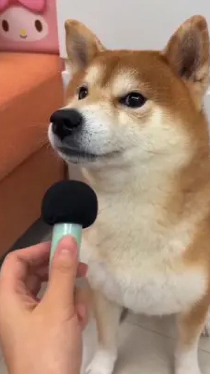 搞笑 #爆笑动物