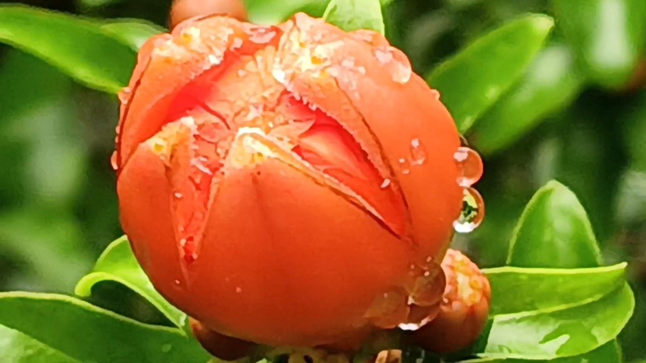 雨后石榴花更娇艳