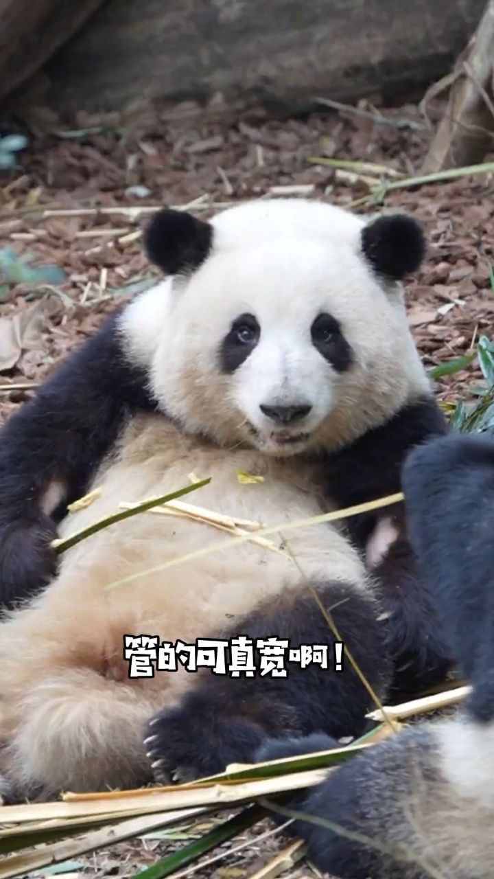 大熊猫和花:国宝的事情你少管哦!