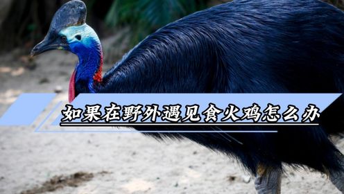 如果在野外遇见食火鸡怎么办?_高清1080P在线观看平台_腾讯视频