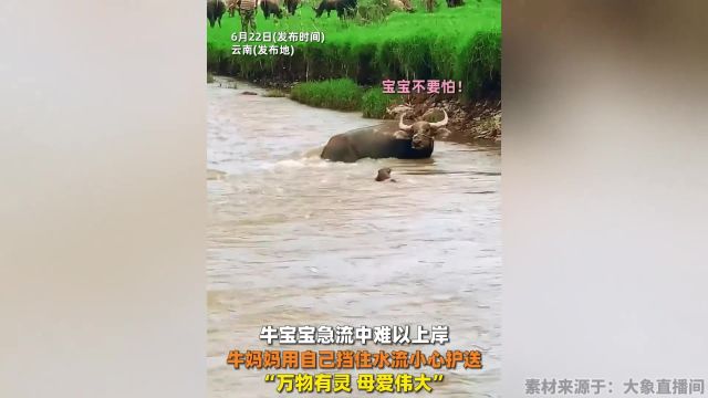 牛宝宝急流中难以上岸,牛妈妈用自己挡住水流小心护送..