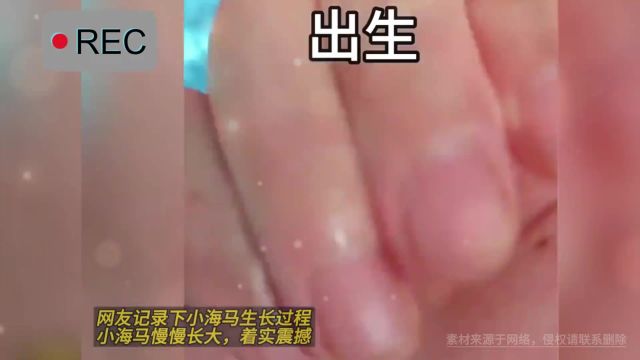 网友记录下小海马生长过程,小海马慢慢长大 着实震撼