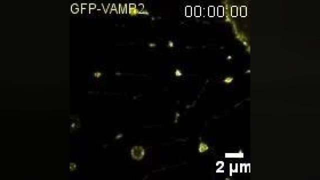 Cell Research | 俞立课题组发现迁移体整合空间、时间和特定化学信号功能的核心机制