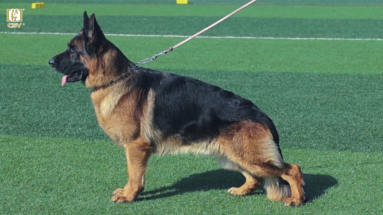 2023年csv德国牧羊犬河南地方展成年公犬组v4犬只讲评