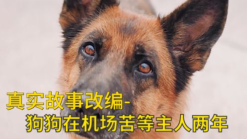 忠犬帕尔玛