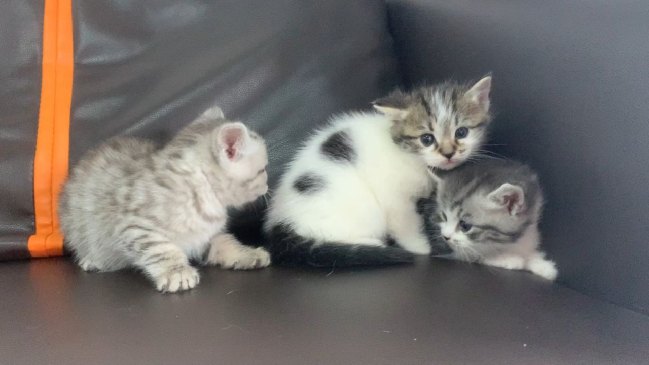 三只小猫探索新家的开始