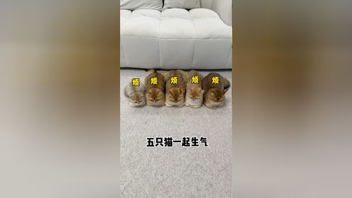 你见过五只猫同时揣手手吗_高清1080P在线观看平台_腾讯视频