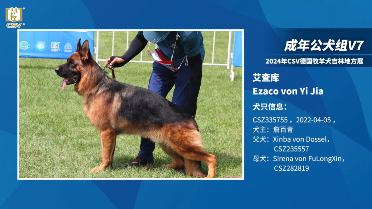 csv德国牧羊犬种公图片