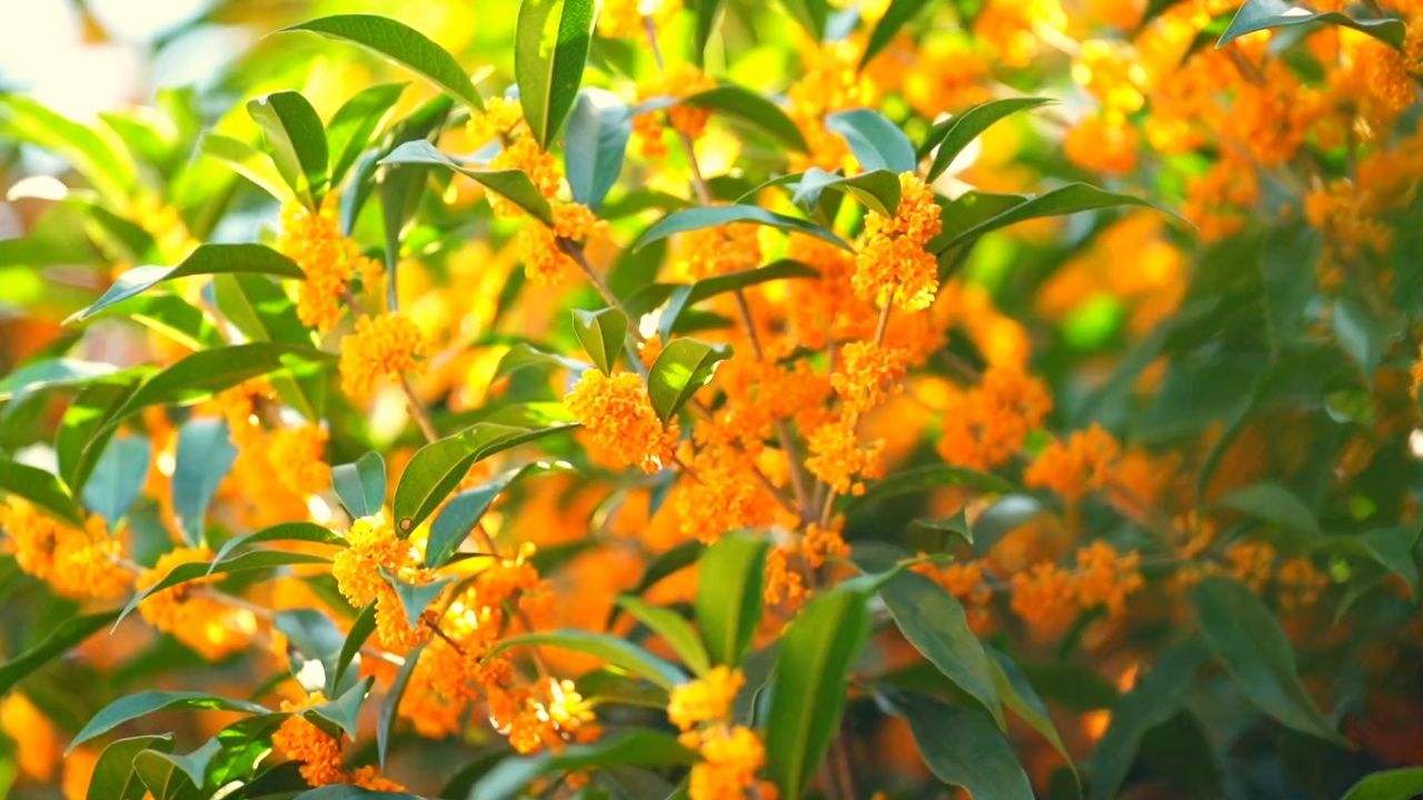 八月桂花开一一音影欣赏