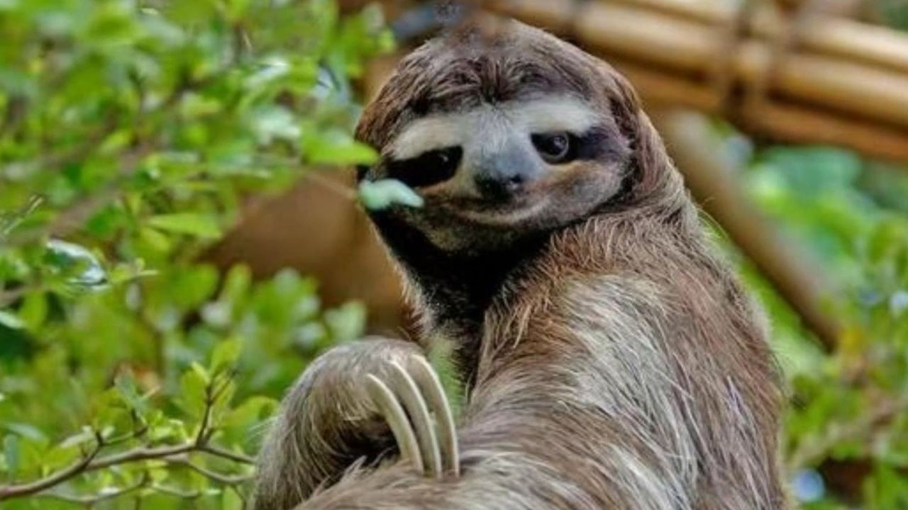 树懒:能者多劳,智者多虑,无能者无忧无虑