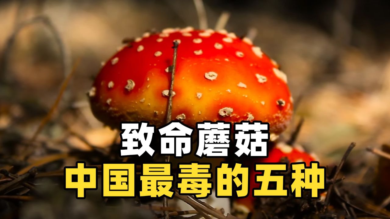 中国十大毒蘑菇 剧毒图片