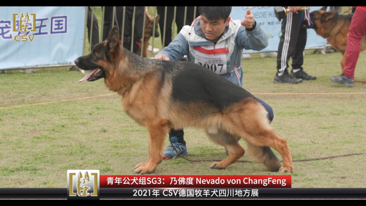 csv德国牧羊犬血统证书图片