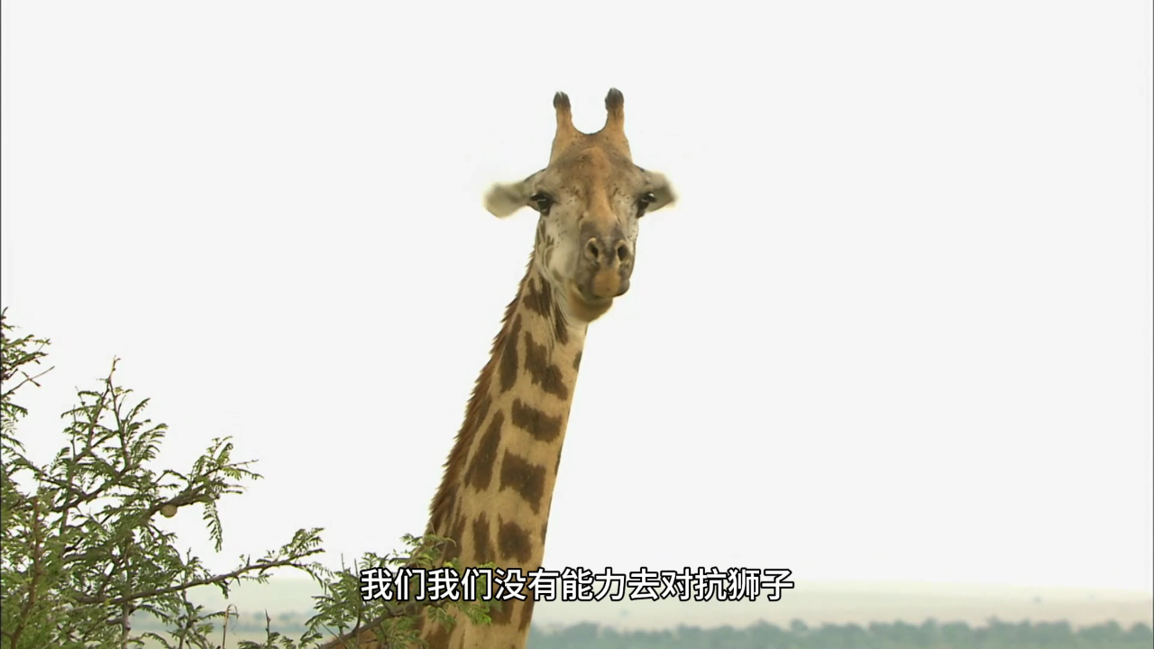 皮特森林侦探队 第二季 11集