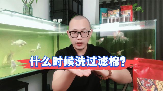 鱼缸过滤棉到底什么时候清洗?如何清洗