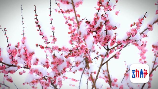 贵州剑河:白雪遇上红梅,交织出冬日浪漫