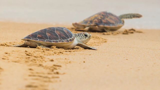 9人吃海龟肉中毒身亡,海龟毒素有多致命?比肩河鲀毒素且无解药