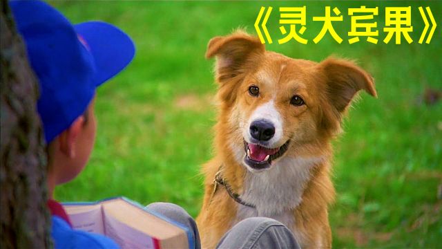 《灵犬宾果》:天资聪慧的狗狗,身世却十分悲惨