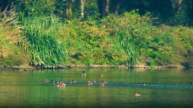 国际生物多样性日:每一种生命 都是大自然的馈赠