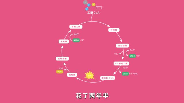 三羧酸循环:花了两年半终于学会了#大学知识 #生物化学 #一起学习 #柠檬酸循环