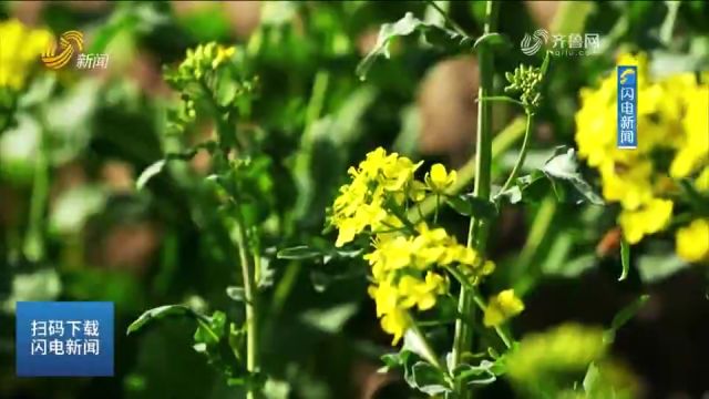 成武:油菜花渐次绽放,金灿灿的花朵随风摇曳,装点着浓浓春意