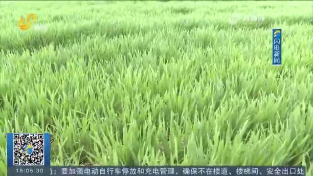 青岛市农科院:“青研126”小麦新品种实现科技成果转化