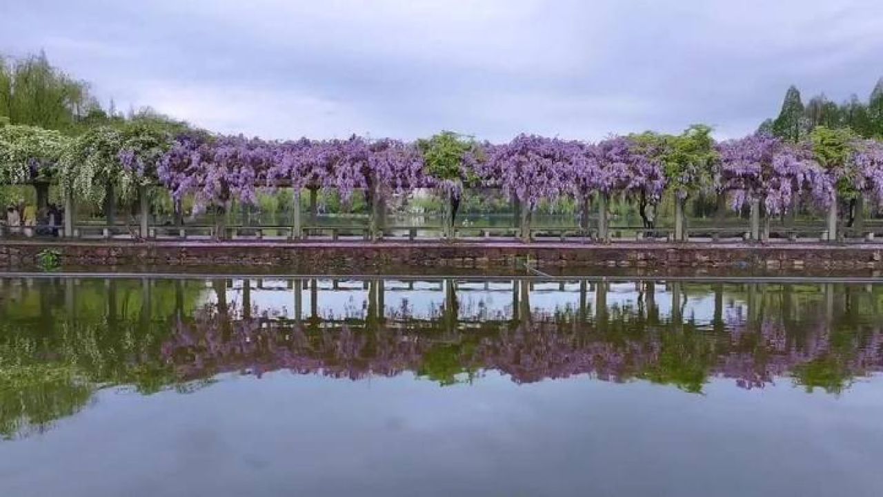 浙江看紫藤花的景区图片