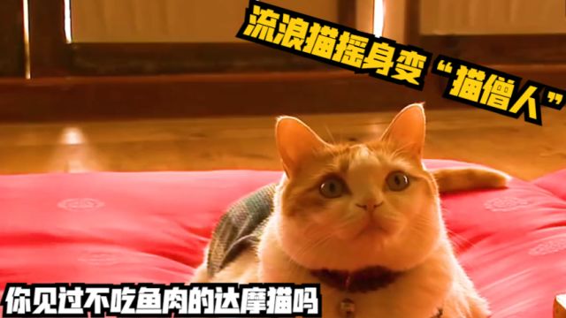 你见过不吃鱼肉的达摩猫吗?流浪猫摇身变“猫僧人”