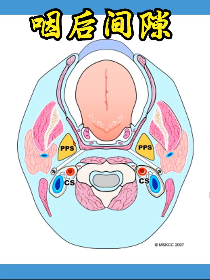 口腔解剖生理学:咽后间隙