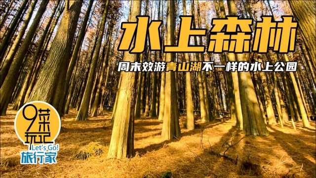 临安青山湖的这处美景你知道吗?水上森林公园,人少景美免费游玩