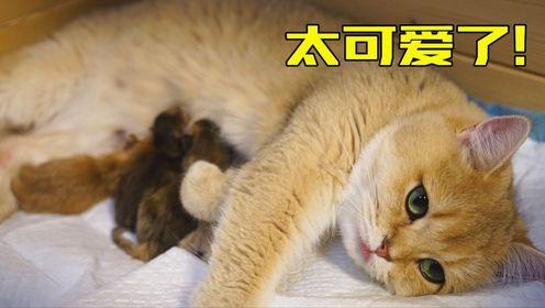 猫咪生宝宝，这一幕太可爱了！_高清1080P在线观看平台_腾讯视频