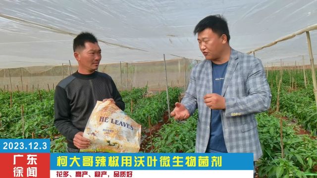 微生物菌剂辣椒每次多采700800斤,每斤多卖2毛钱,长势快、花多、高产、稳产、品质好,广东柯大哥用夫沃施沃叶微生物菌剂.